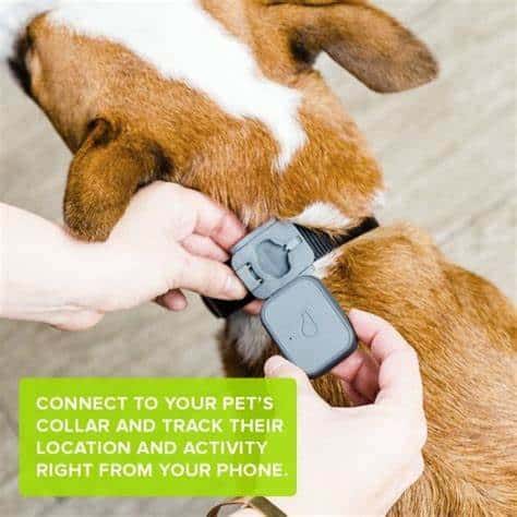 Whistle 3 GPS Pet Tracker & Activity Monitor