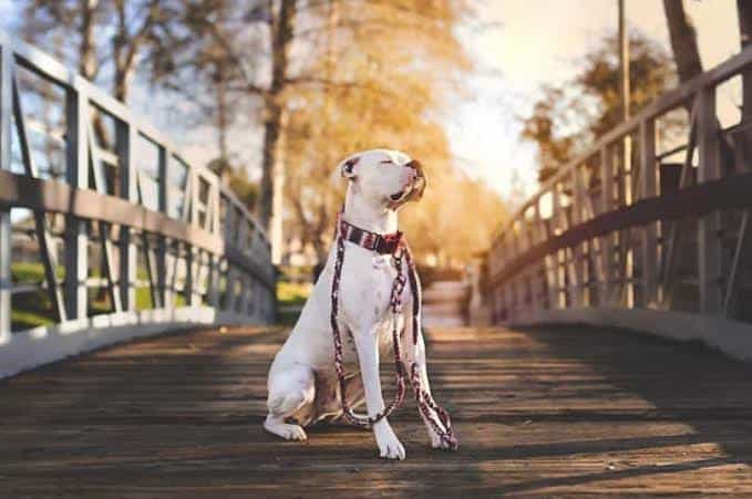 White Boxers Dogs