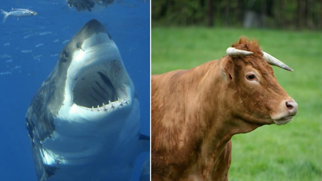 Who is the Most Deadliest: Cows or Sharks