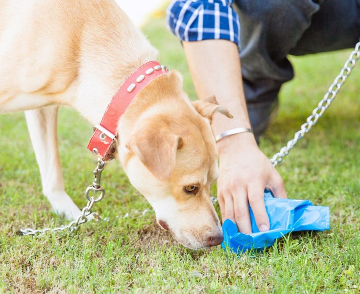 Why Do Dogs Eat Cat Poop & How to Avoid It