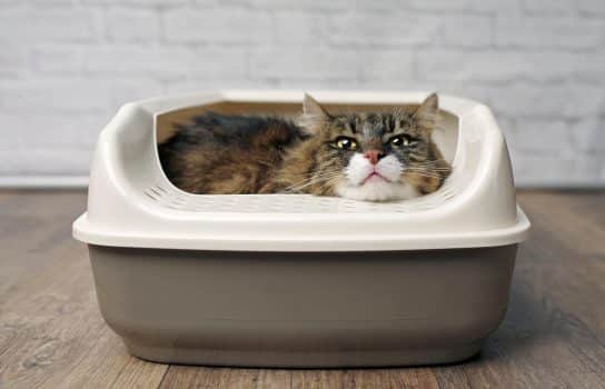 Why Do Kittens Tend to Sleep in Their Litterbox?