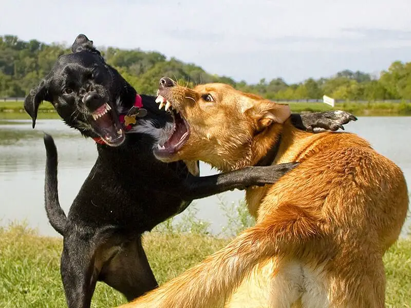 Why are Some Dog Breeds More Aggressive and Likely to Attack?