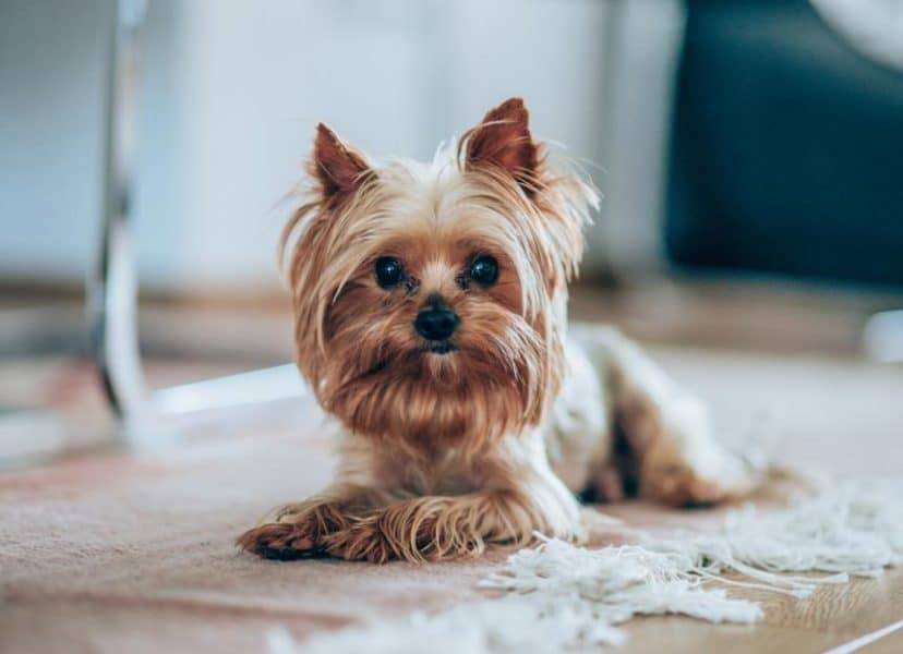 Yorkshire Terrier