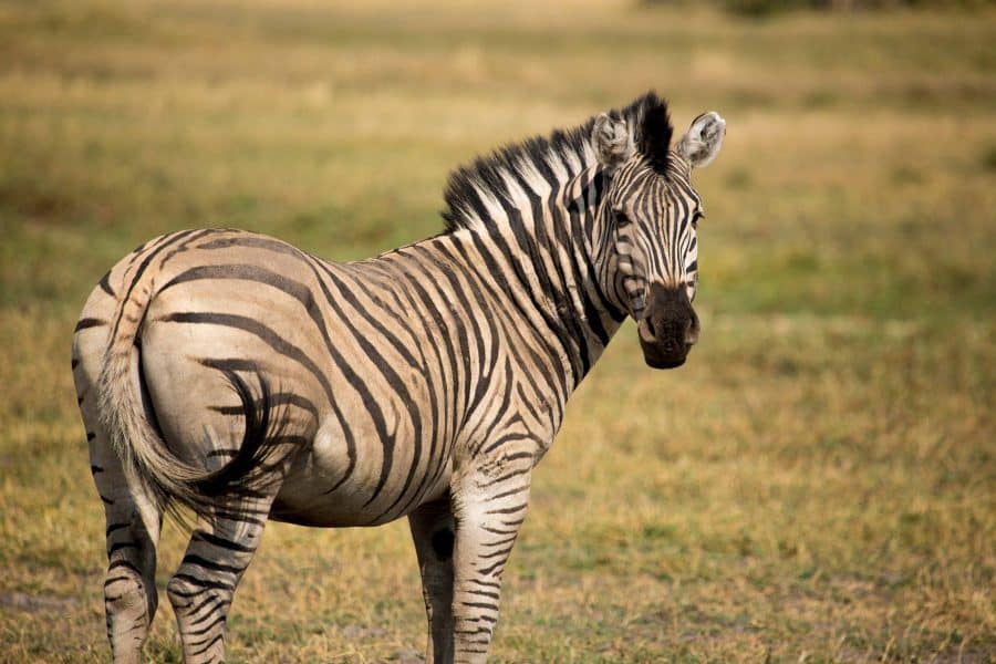 Zebra