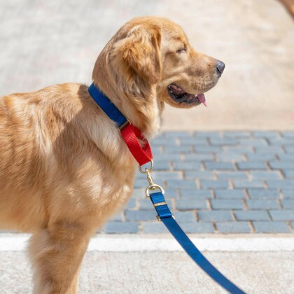 18 Best Puppy Collars for Training and Style