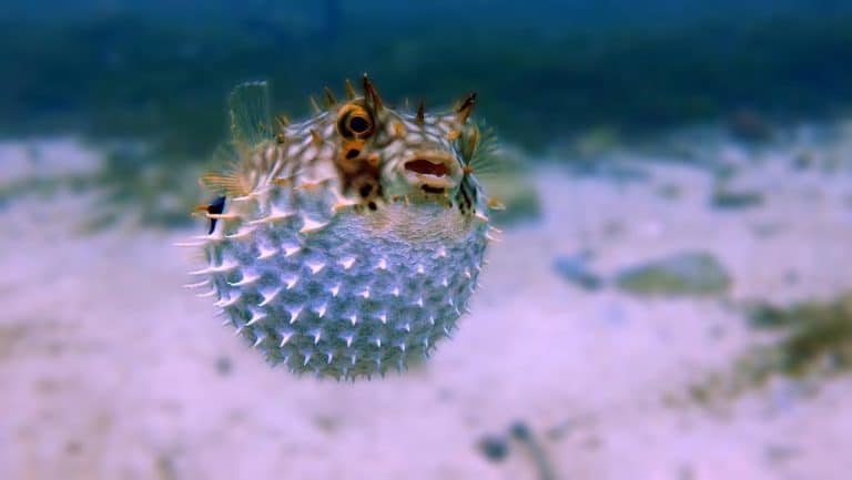 Guide to Blowfish: Overview, Types, Facts, and Mating