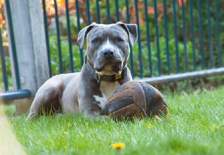 Blue Nose Pitbull: Origin, Health, Personality Types & More!