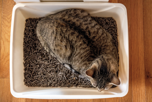 Common Reasons Your Cat Laying in Litterbox - Pet Abuse