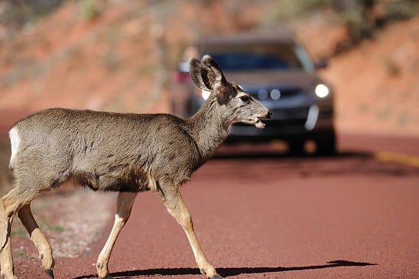 A deer crossing the road in front of a moving car.