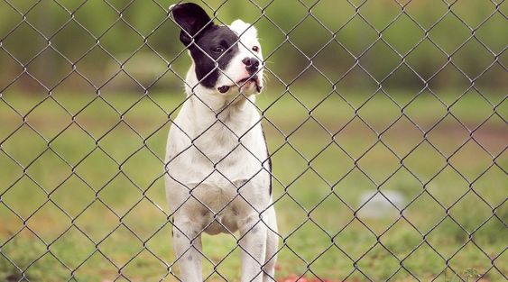 fence alternatives for dogs