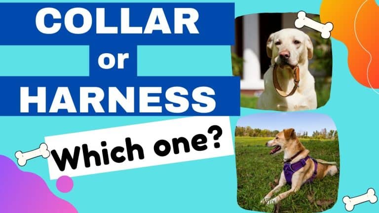 What to Choose: Harness or Collar for Your Puppy?