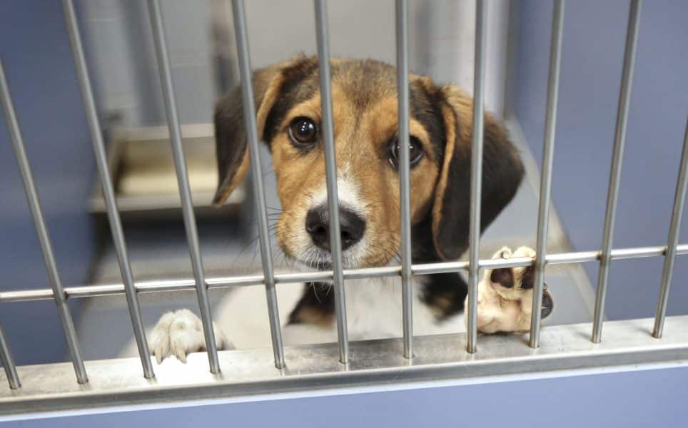 how many pets are abandoned each year