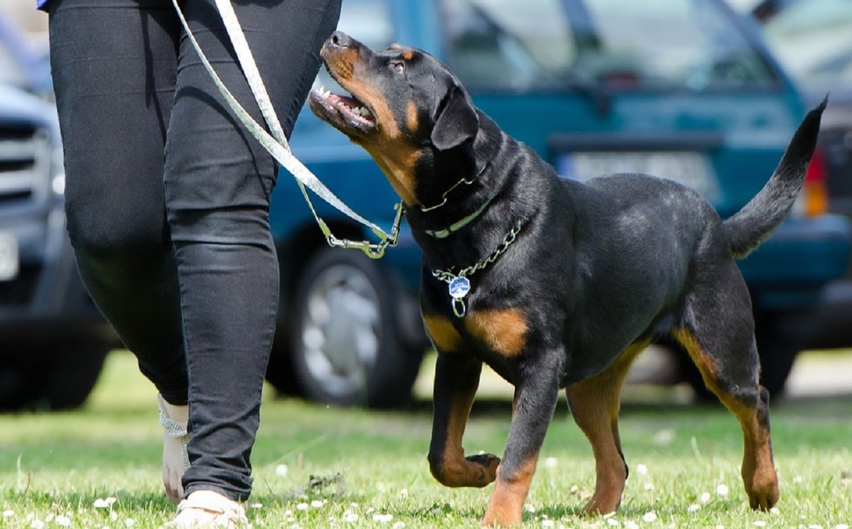 how should you place a prong collar on a dog?