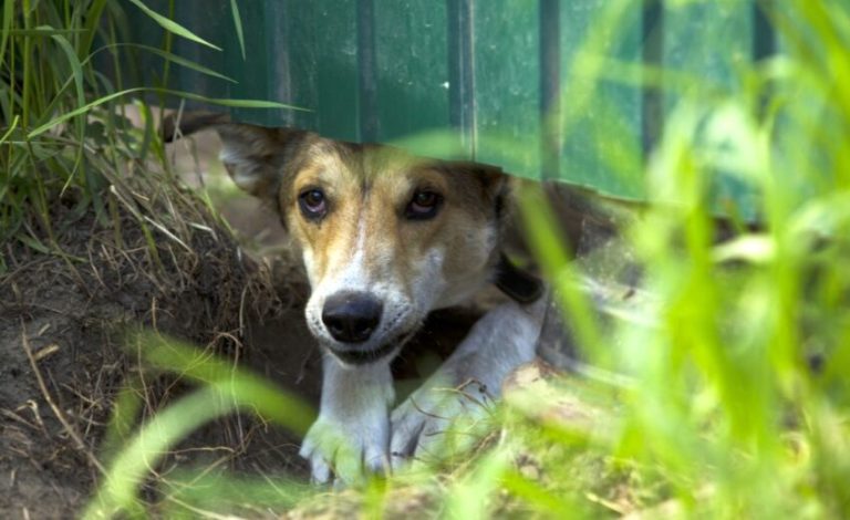 Tips on How to Keep Dogs from Digging Under the Fence