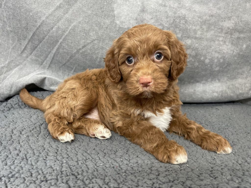 mini labradoodle