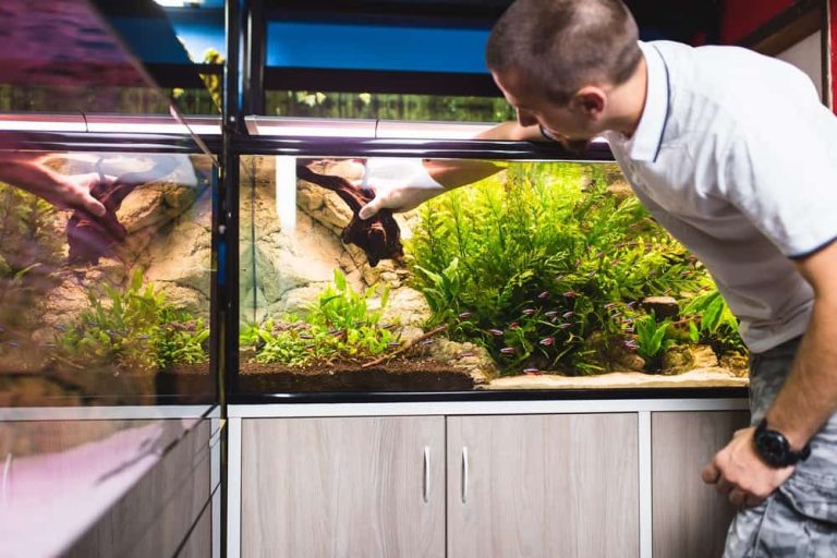 The Ultimate Guide to Properly Clean Aquarium Sand