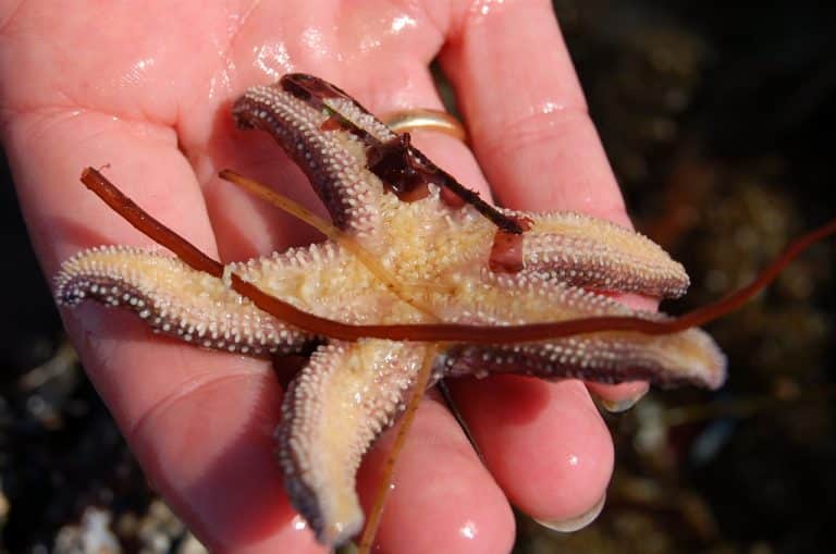 Startling Starfish: 15 Amazing Facts