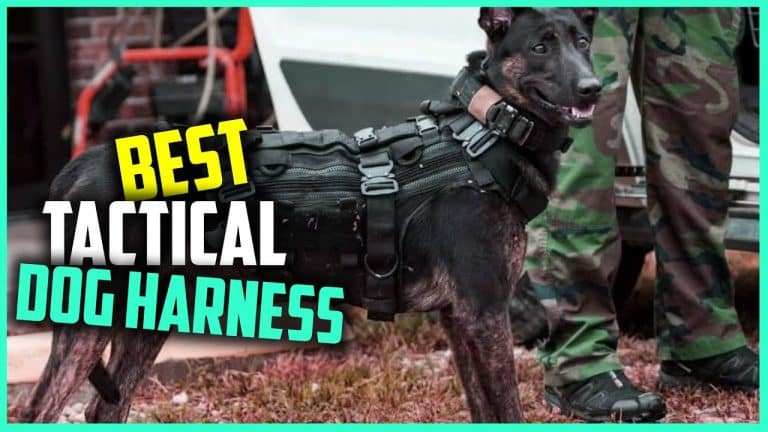 13 Top Tactical Dog Harnesses for Your Canine Companion