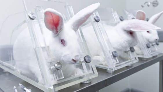 Everything You Need to Know: Testing Makeup on Animals