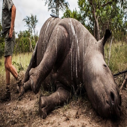 what is poaching