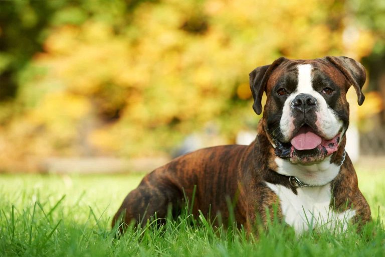 Boxer Dog: Know Their Breed, Health Issues, & Personality