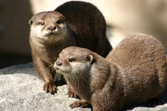 A Complete Guide to Pet Otters