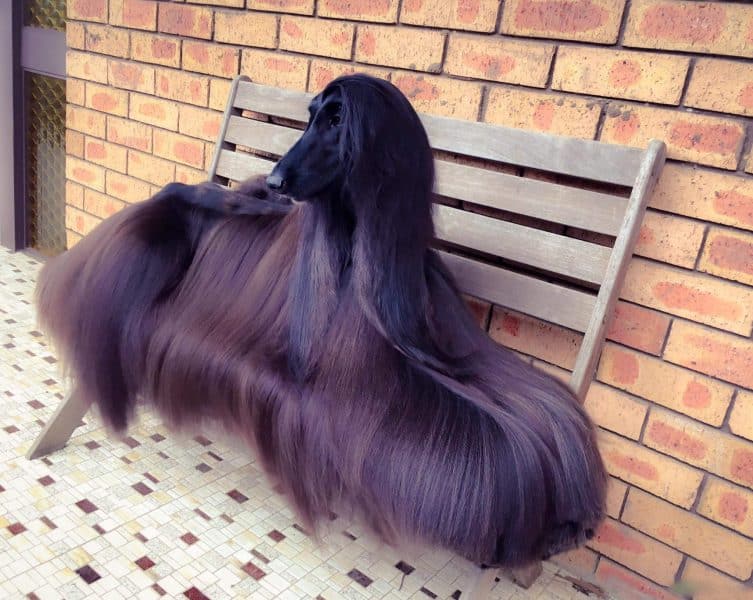 Afghan Hound