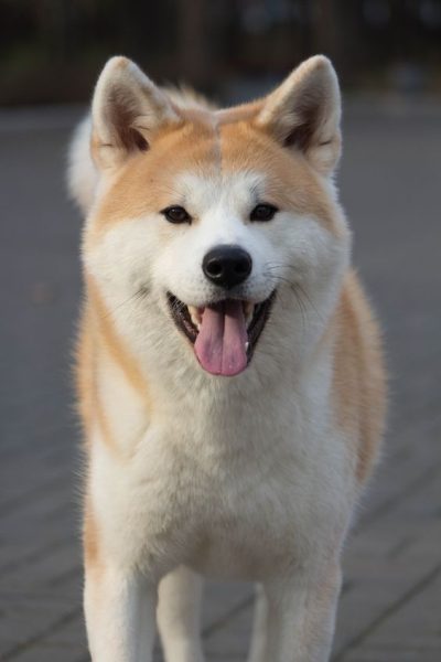 Akita