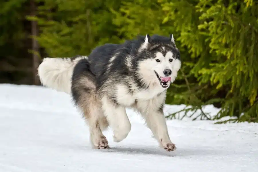 Alaskan Malamute