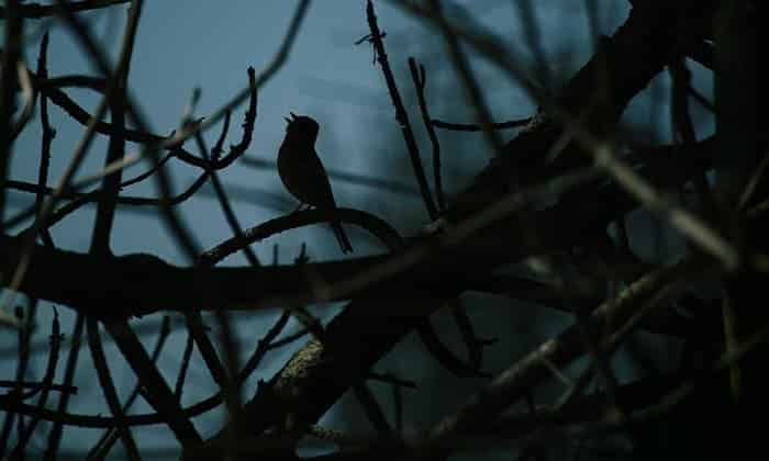 All About Night Chirping of Birds: Reasons Behind