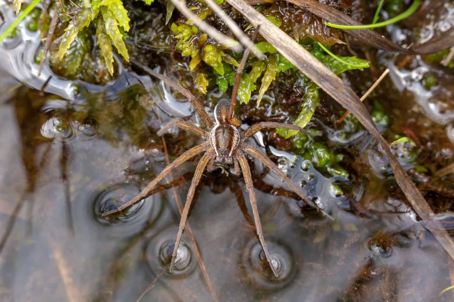 Amazon Giant Fishing Spider