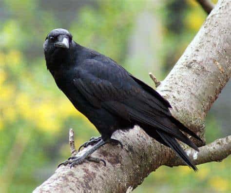 American Crow