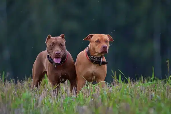 Are Pitbulls Dangerous?