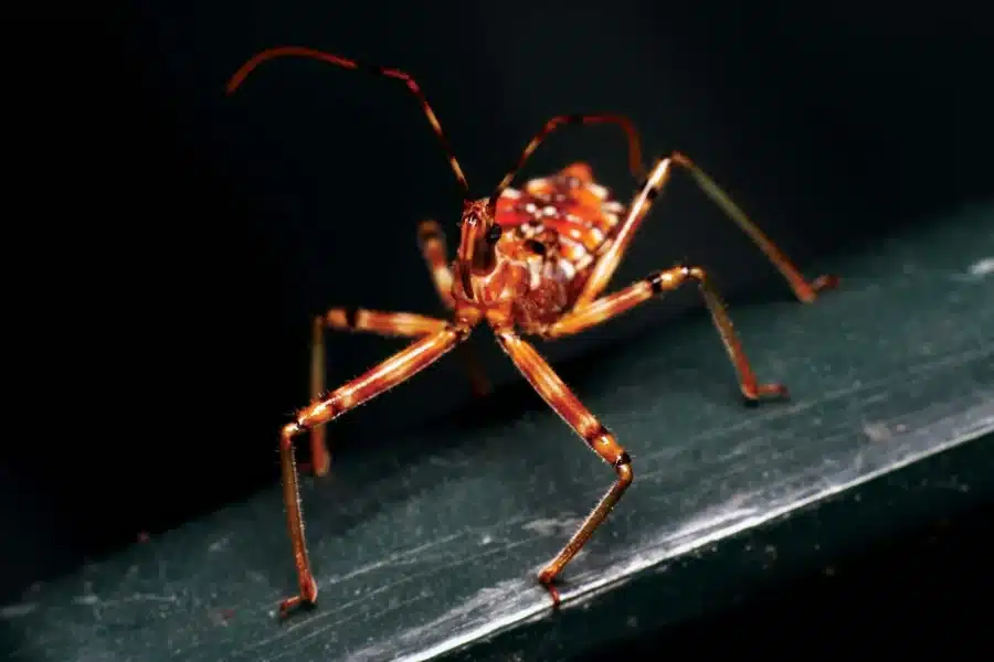 Assassin Bug