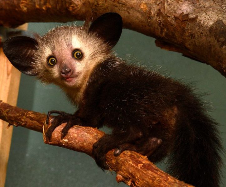 Aye-Aye