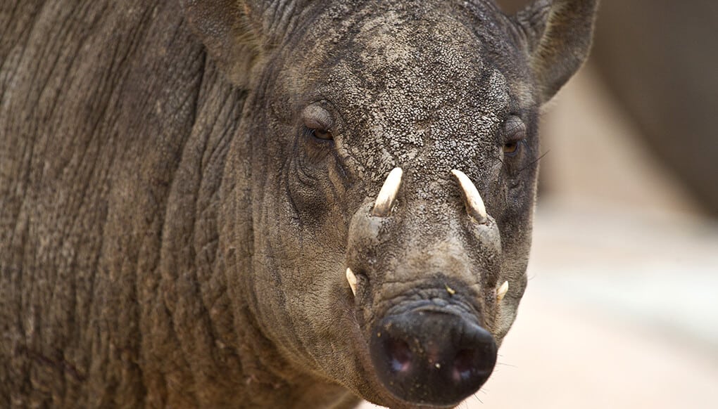 Babirusa