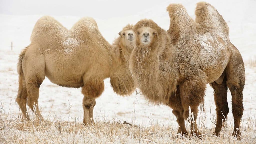 Bactrian Camel