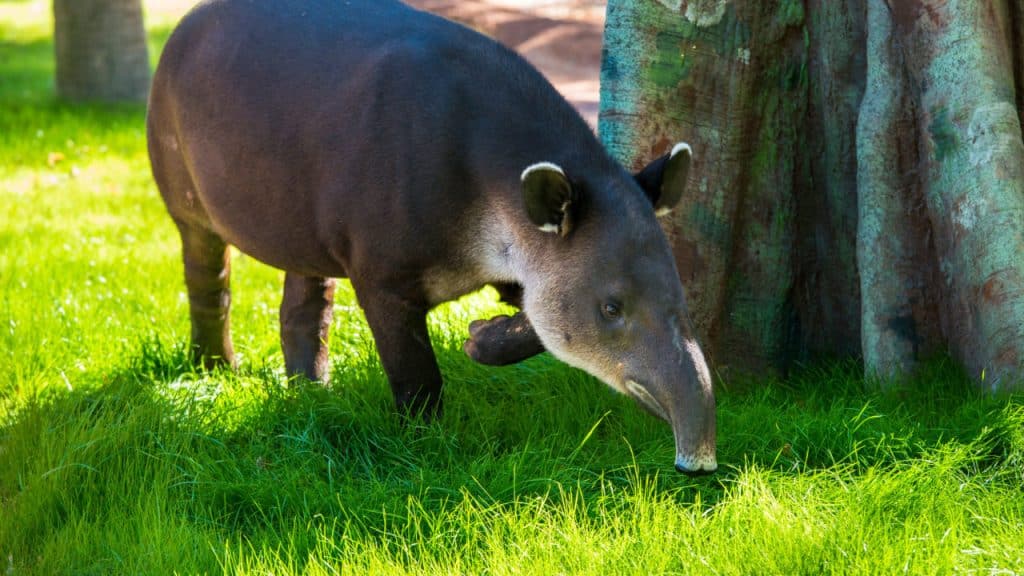 Baird’s Tapir