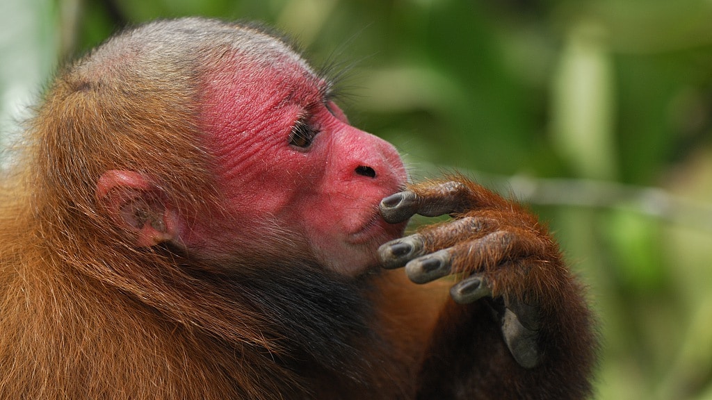 Bald Uakari