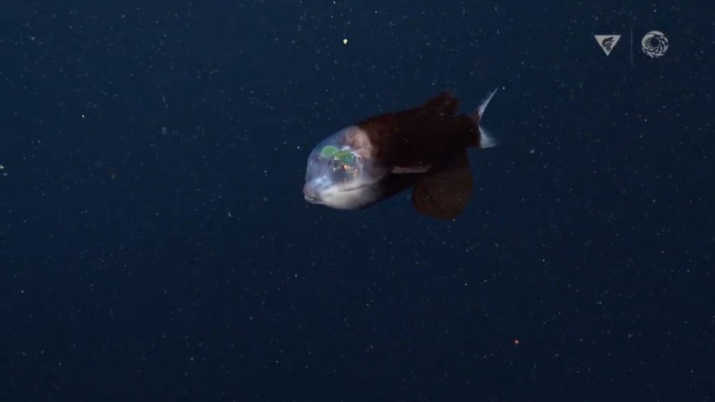 Barreleye Fish