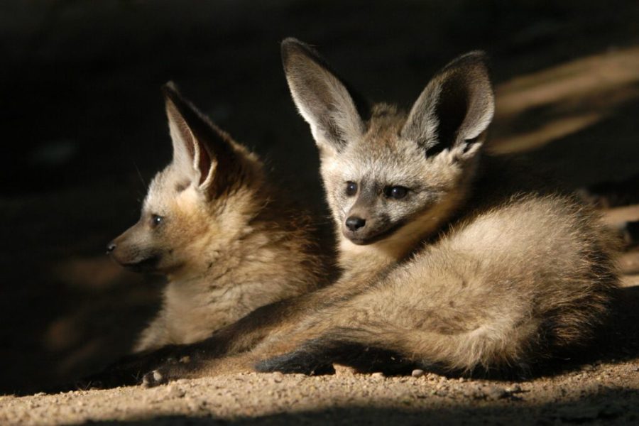 Bat-Eared Fox