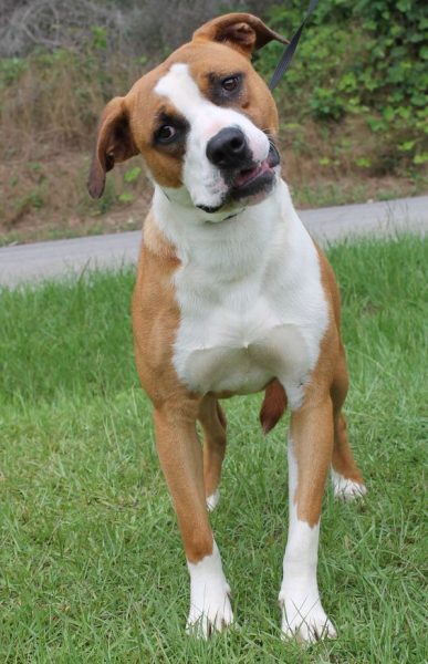 Beagle Bull (Beagle + Pitbull)