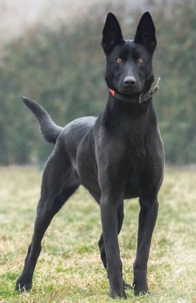 Belgian Malinois