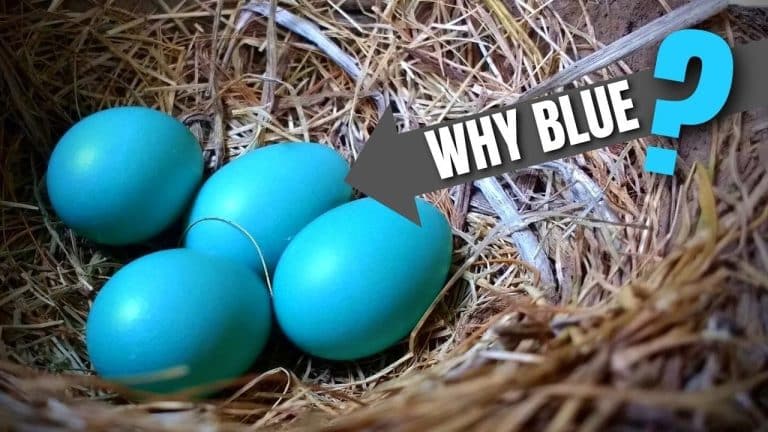 22 Birds that Lay Blue Eggs and Why?