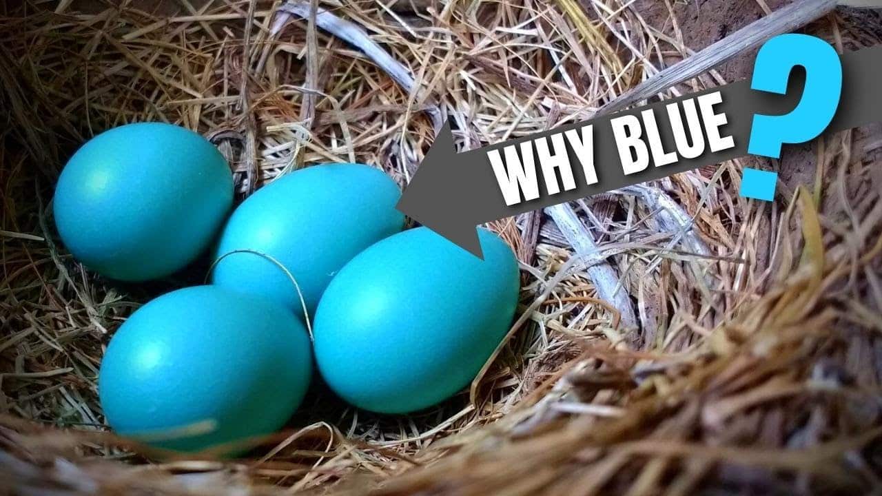 Birds that Lay Blue Eggs and Why?