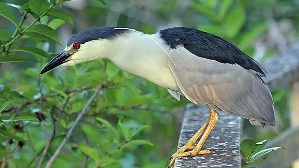 Black-Crowned Night Herons