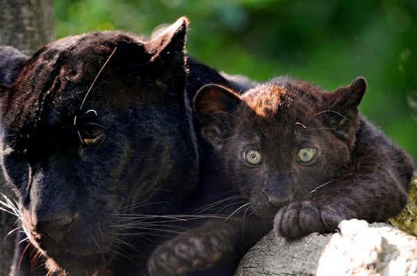 Black Panthers Reproduction and Lifespan