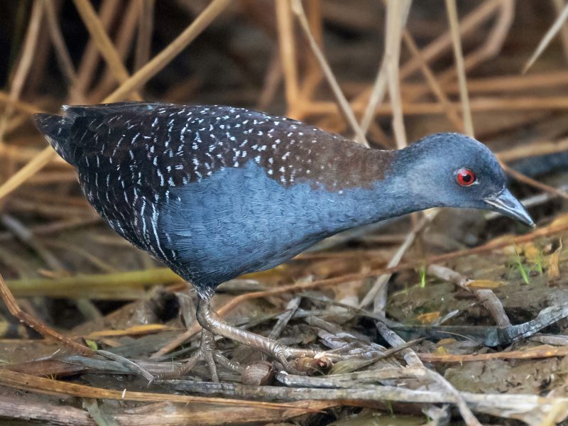 Black Rail