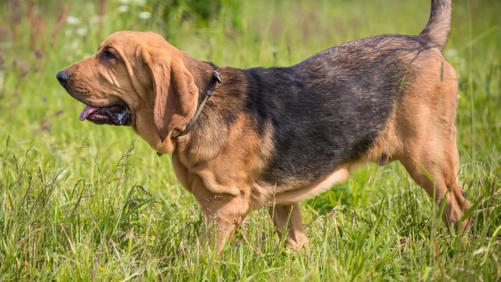 Bloodhound