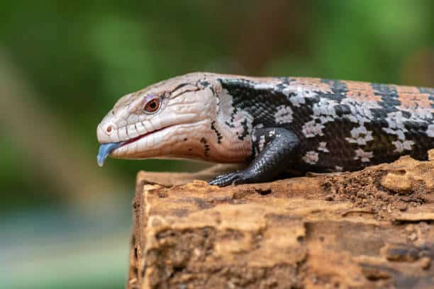 Blue-Tongued Skink